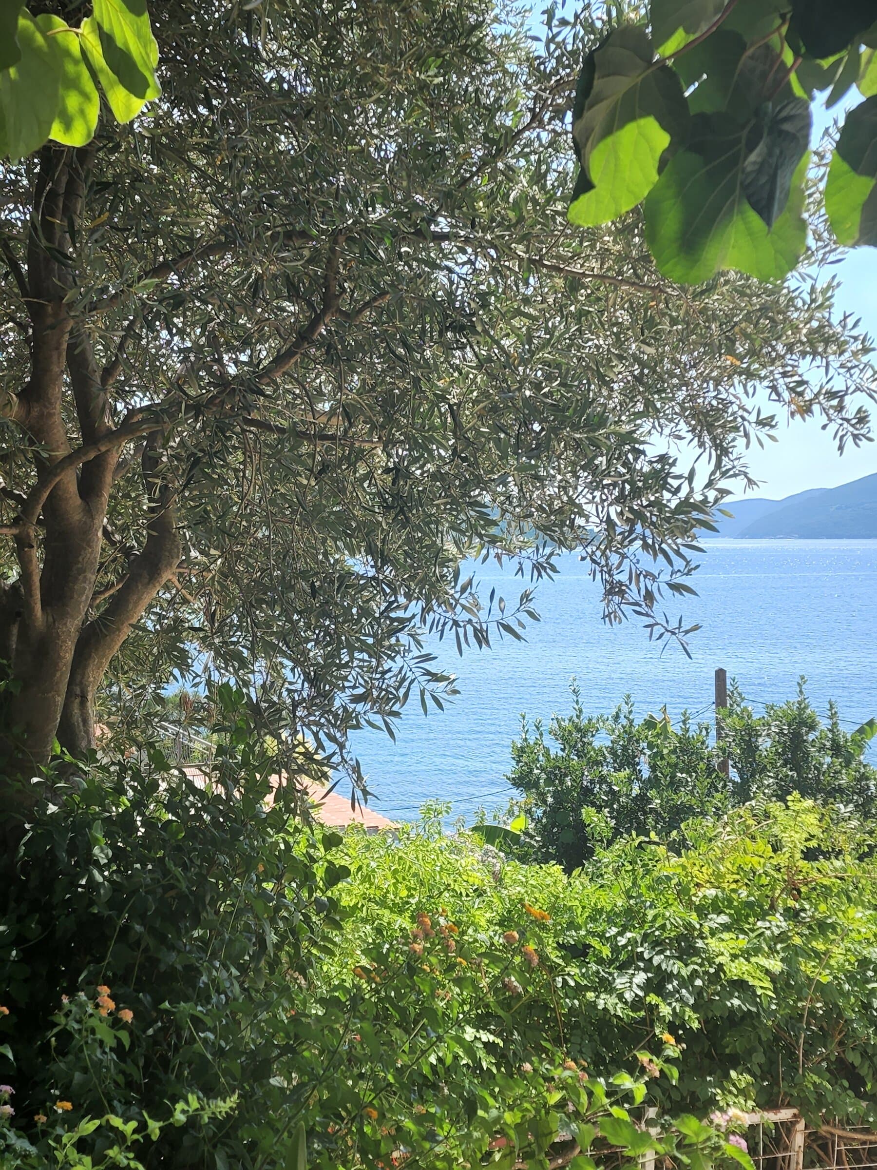 The old olive tree in the garden, the open bay shining behind